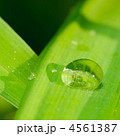 4561387
