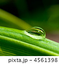 4561398