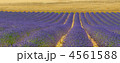 4561588