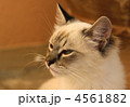 4561882