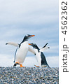 4562362