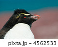 4562533