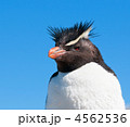 4562536