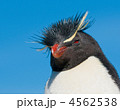 4562538