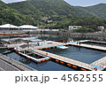 つくみイルカ島