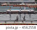 つくみイルカ島