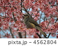 おかめ桜とひよどり