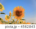 向日葵（中サイズ）／正面／一輪／青空・逆光／横位置