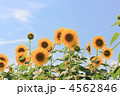 向日葵・向日葵畑／正面／複数／青空・逆光／横位置