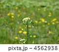ぺんぺん草