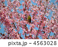 満開のおかめ桜とメジロ