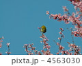 おかめ桜に止まるメジロ