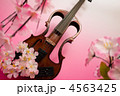 桜ヴァイオリン2