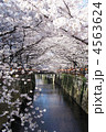 目黒川沿いの桜