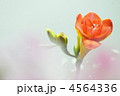 4564336