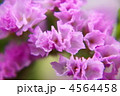 4564458