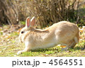 うさぎ（背伸び）