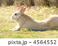うさぎ（背伸び）