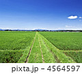 田園風景・水田の一本道