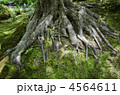 木の根
