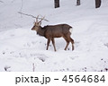 4564684