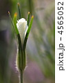 ムギセンノウの蕾 ムギセンノウの蕾