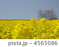 4565086