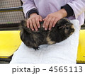 ふれあい広場でモルモットと遊ぶ子供