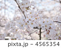 満開のソメイヨシノ