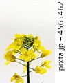 菜の花