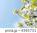 4565731
