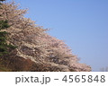 サクラー４