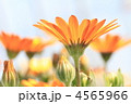 オステオスペルマム