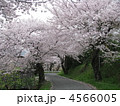 山村の桜並木