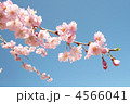 桜の花