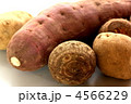 サトイモ　サツマイモ　ジャガイモ