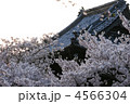 雨引き観音の桜