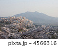 さくらの花