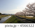 桜の花
