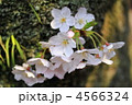 桜さくら