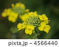 アブラナ