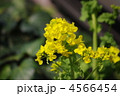 菜の花