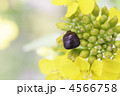 マルカメムシと菜の花の風景2
