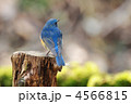 お立ち台のルリビタキ