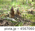 タケノコ