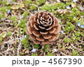 松ぼっくり 松ぼっくり