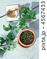 plant002