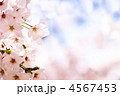 春満開の桜