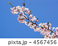 春満開の桜