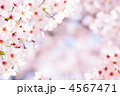 春満開の桜